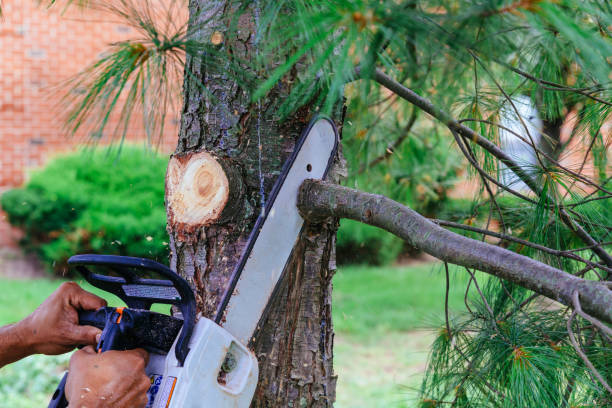 How Our Tree Care Process Works  in  Algonquin, IL